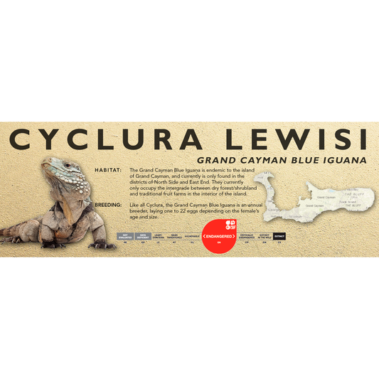 Grand Cayman Blue Iguana (Cyclura lewisi) Classic Vivarium Label