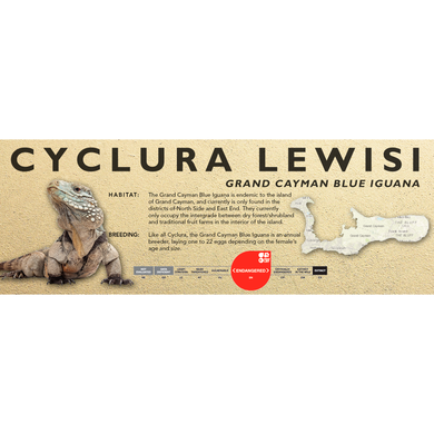 Grand Cayman Blue Iguana (Cyclura lewisi) Standard Vivarium Label