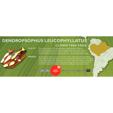 Clown Tree Frog (Dendropsophus leucophyllatus) - Standard Vivarium Label