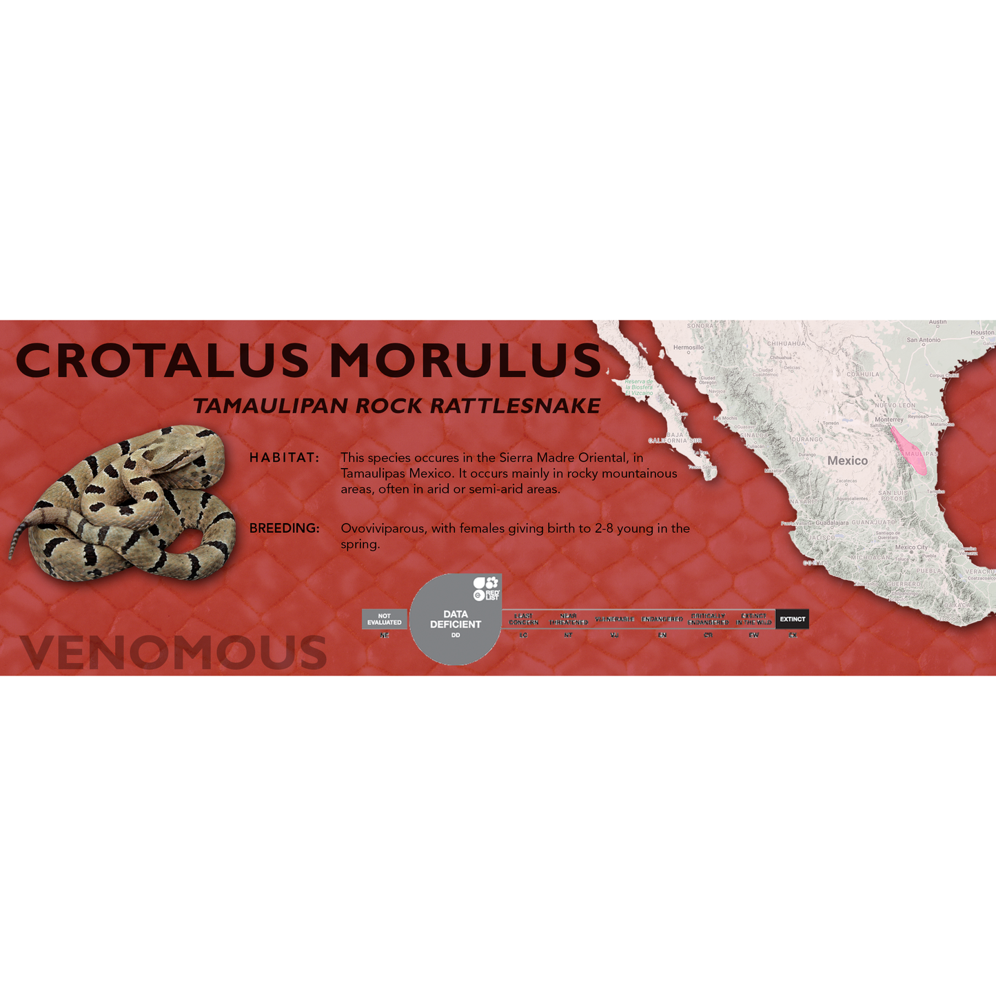 Tamaulipan Rock Rattlesnake (Crotalus morulus) Standard Vivarium Label