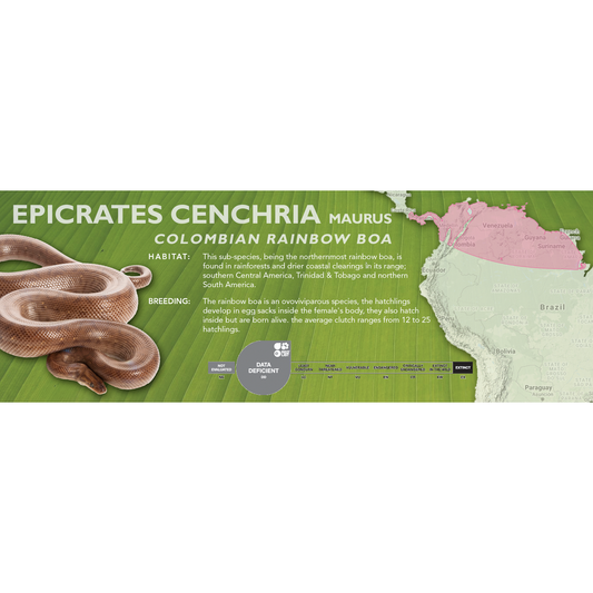 Colombian Rainbow Boa (Epicrates cenchria maurus) Classic Vivarium Label