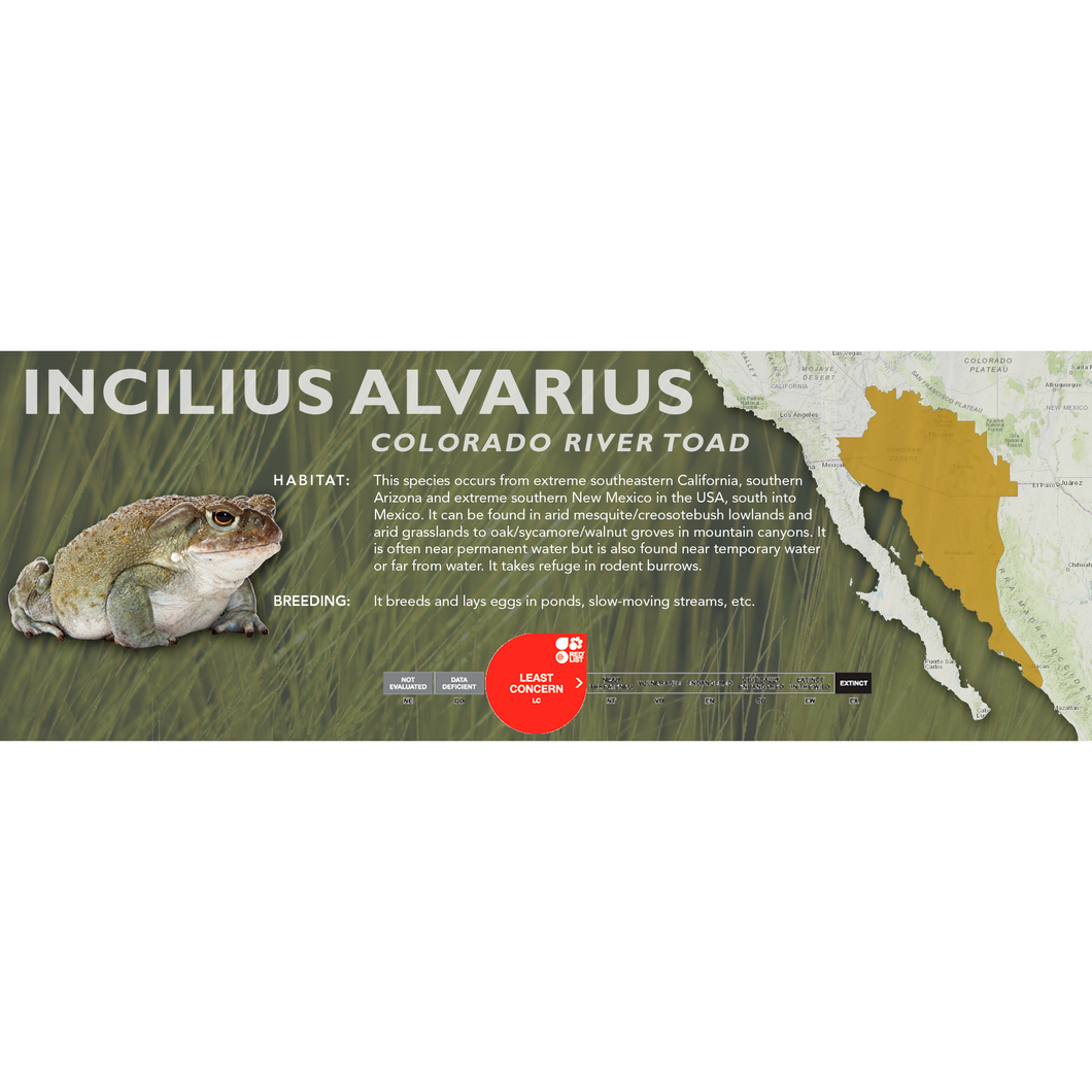 Colorado River Toad (Incilius alvarius) - Standard Vivarium Label