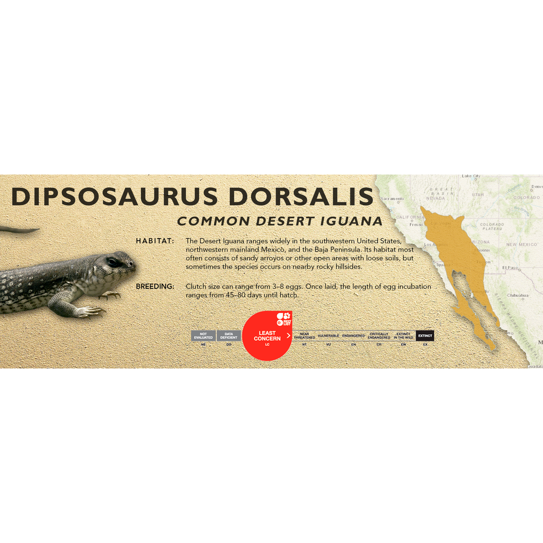 Common Desert Iguana (Dipsosaurus dorsalis) Standard Vivarium Label