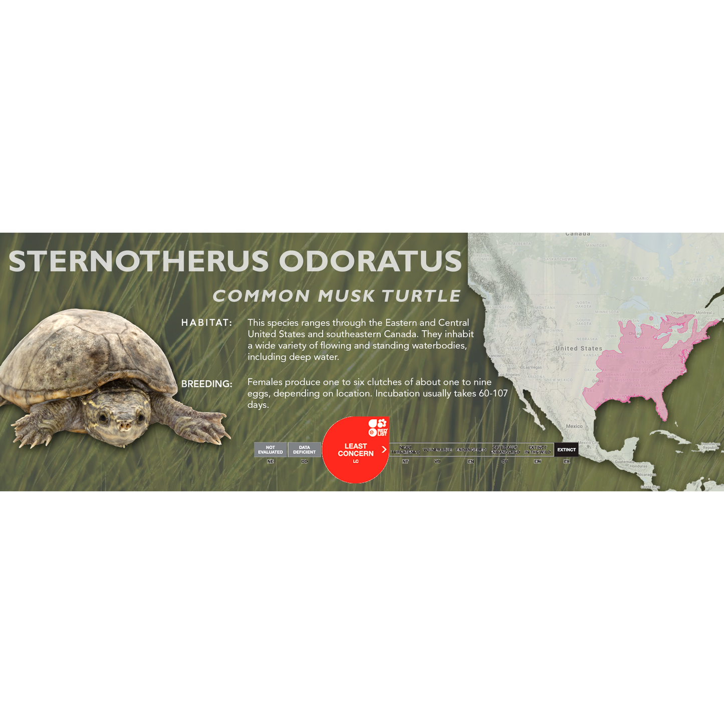 Common Musk Turtle (Sternotherus odoratus) - Classic Vivarium Label