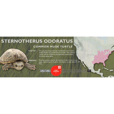 Common Musk Turtle (Sternotherus odoratus) - Standard Vivarium Label