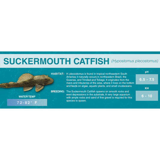 Suckermouth Catfish (Hypostomus plecostomus) - Classic Aquarium Label