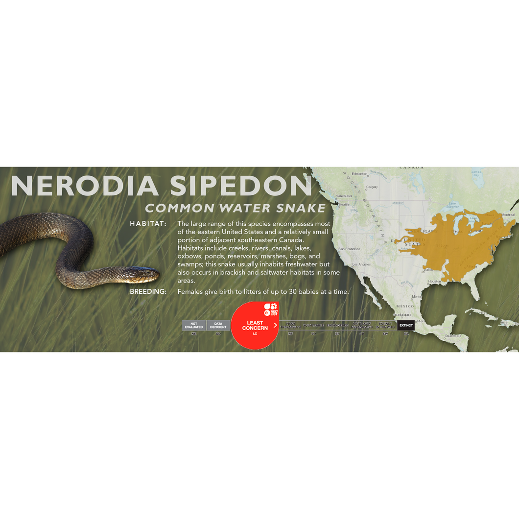 Common Water Snake (Nerodia sipedon) Standard Vivarium Label