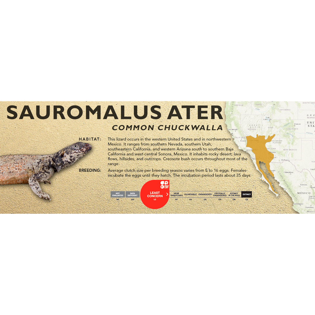 Common Chuckwalla (Sauromalus ater) Standard Vivarium Label