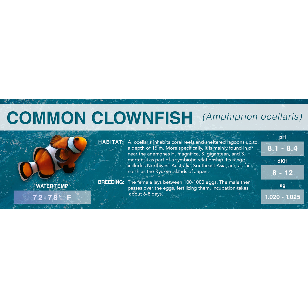 Common Clownfish (Amphiprion ocellaris) - Standard Aquarium Label