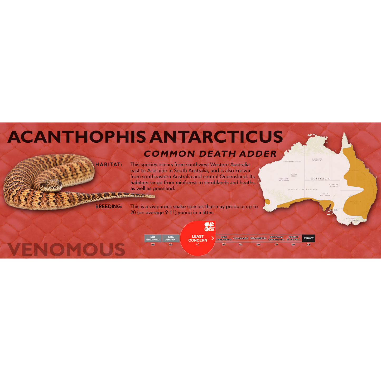 Common Death Adder (Acanthophis antarcticus) Classic Vivarium Label