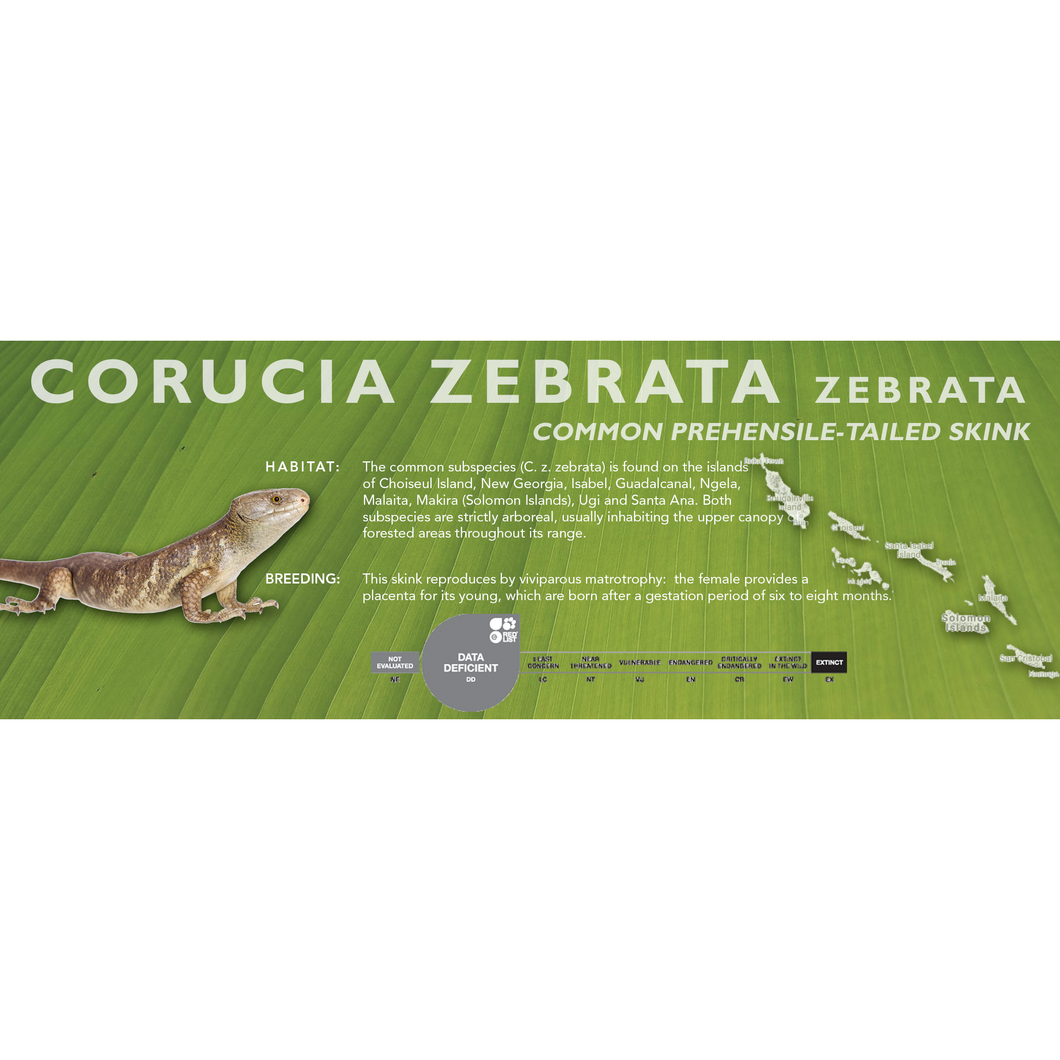 Prehensile-Tailed Skink (Corucia zebrata) Standard Vivarium Label