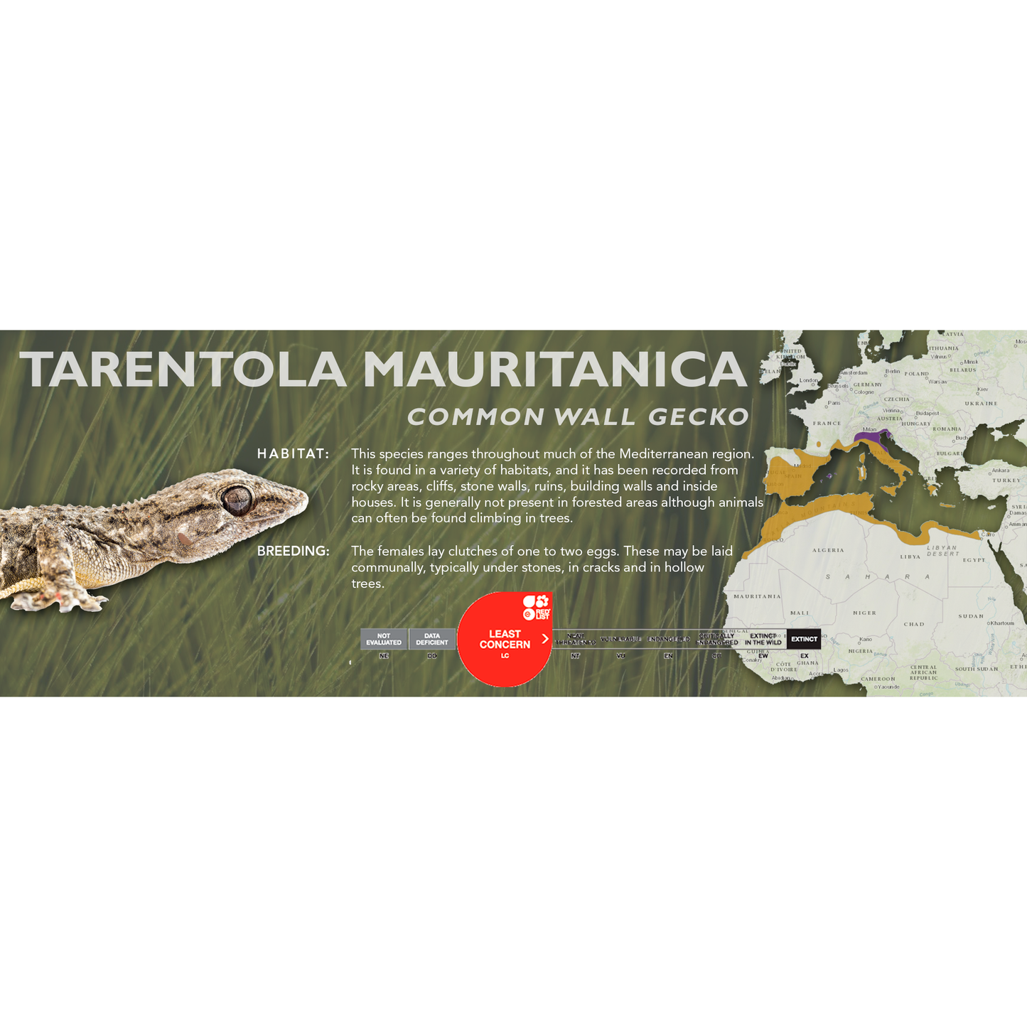 Common Wall Gecko (Tarentola mauritanica) Classic Vivarium Label