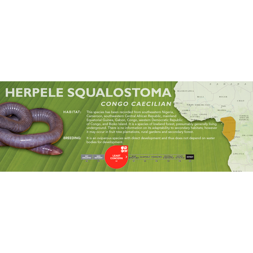 Congo Caecilian (Herpele squalostoma) - Standard Vivarium Label