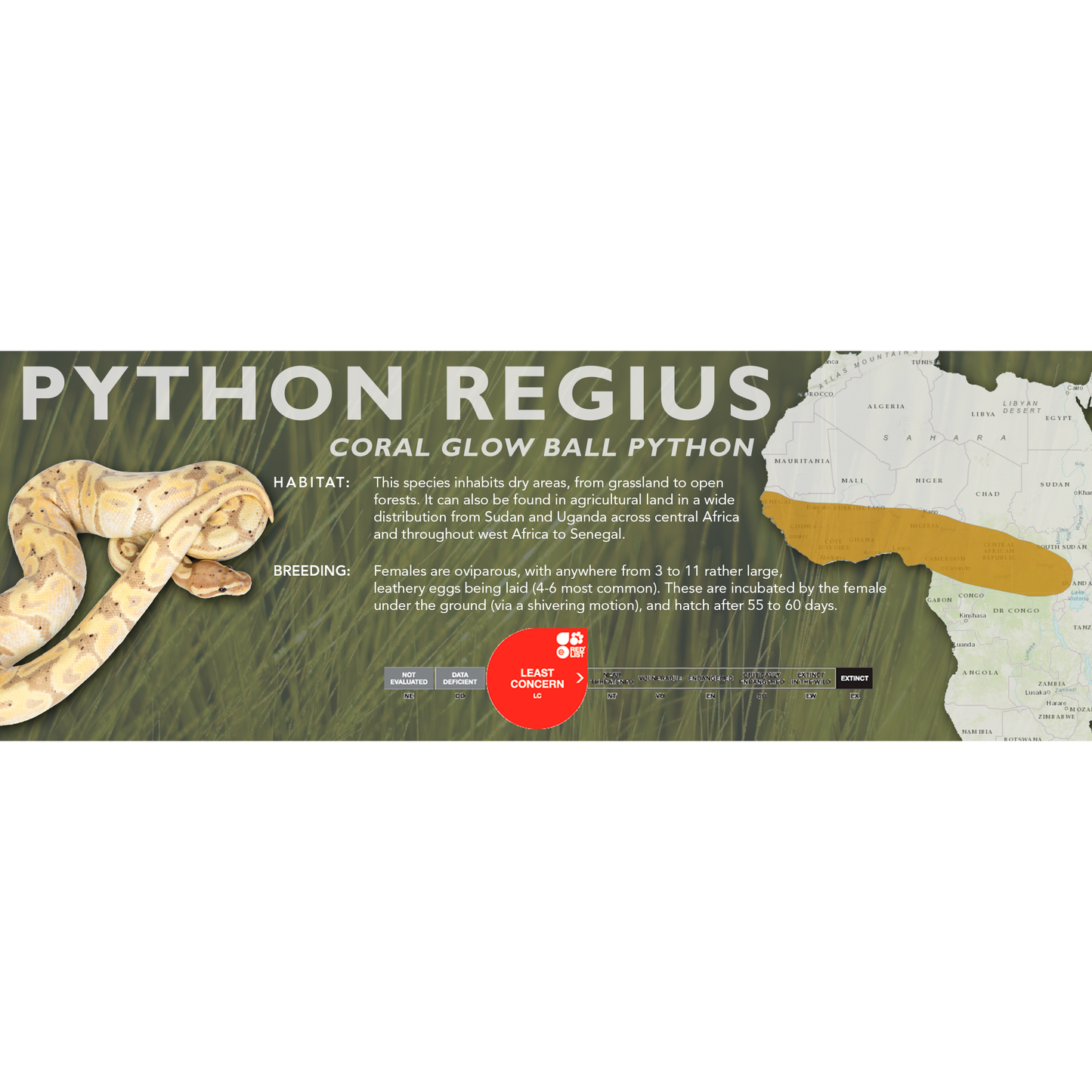 Ball Python (Python regius) Classic Vivarium Label