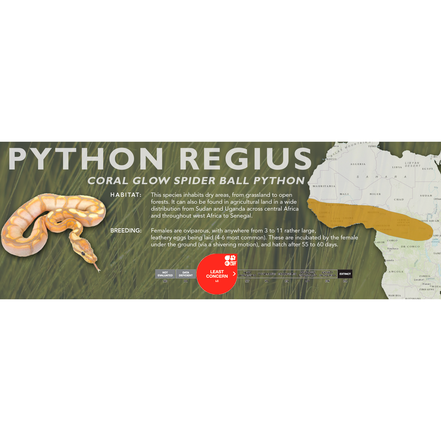 Ball Python (Python regius) Classic Vivarium Label