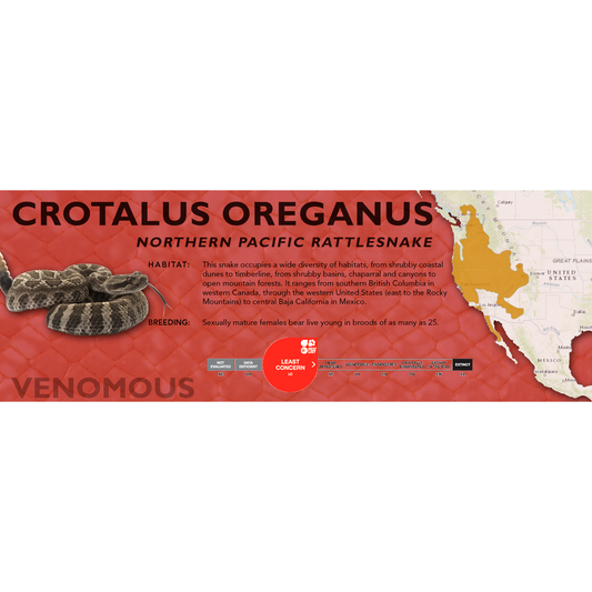 Northern Pacific Rattlesnake (Crotalus oreganus) Classic Vivarium Label