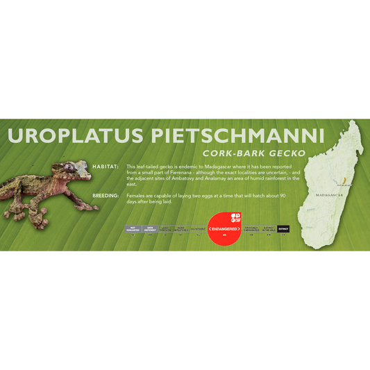 Cork-Bark Gecko (Uroplatus pietschmanni) Classic Vivarium Label