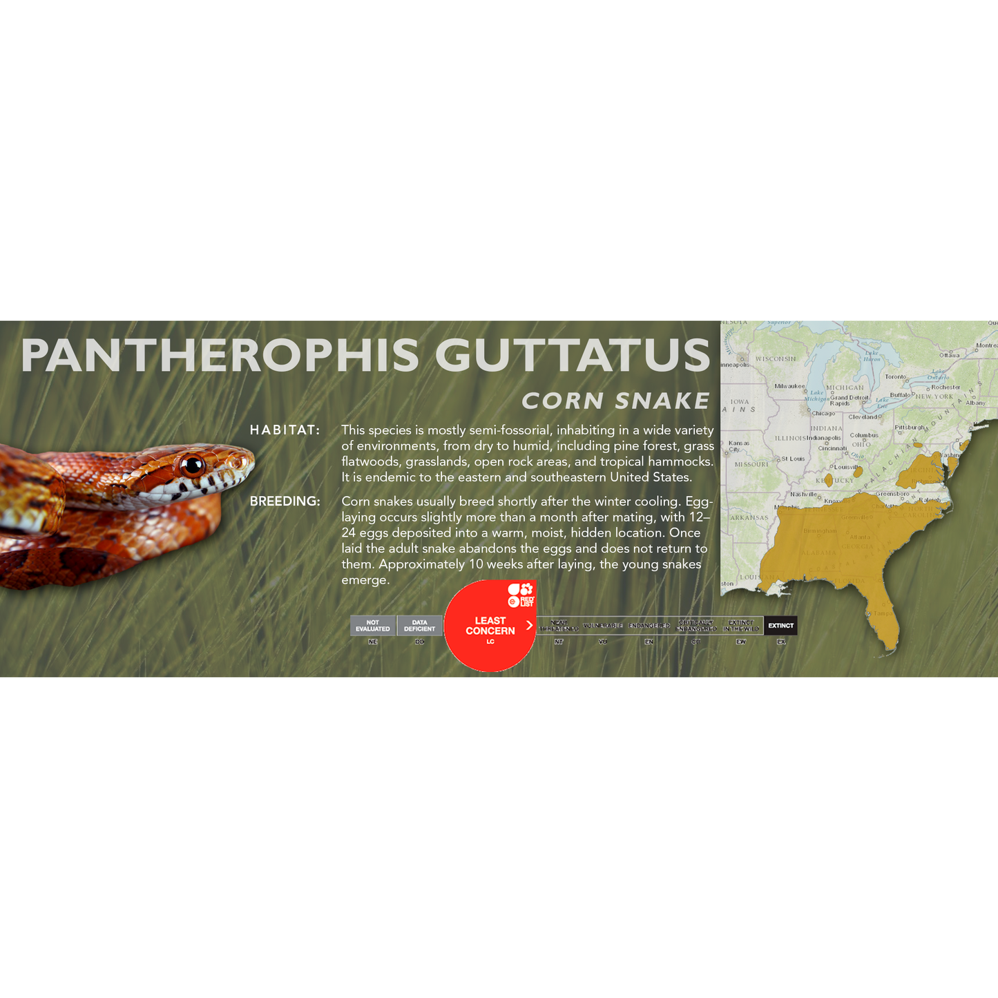 Corn Snake (Pantherophis guttatus) Classic Vivarium Label