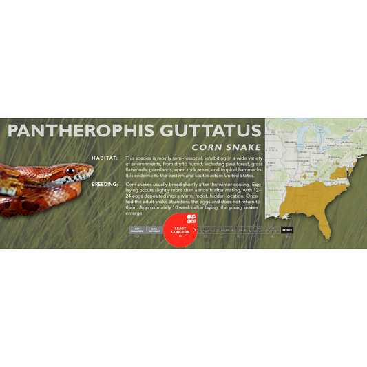 Corn Snake (Pantherophis guttatus) Classic Vivarium Label