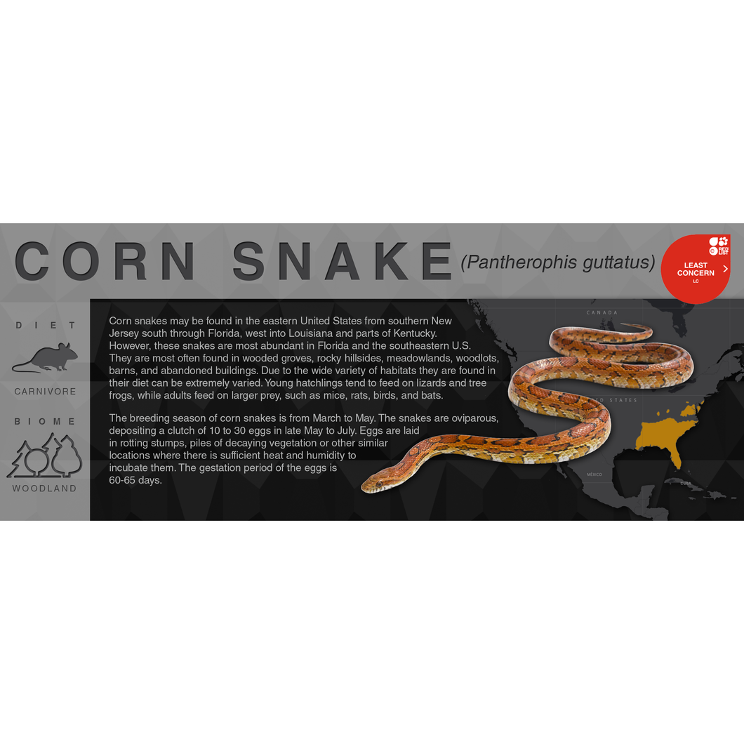 Corn Snake (Pantherophis guttatus) - Black Series Vivarium Label