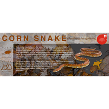 Load image into Gallery viewer, Corn Snake (Pantherophis guttatus) - Black Series Vivarium Label