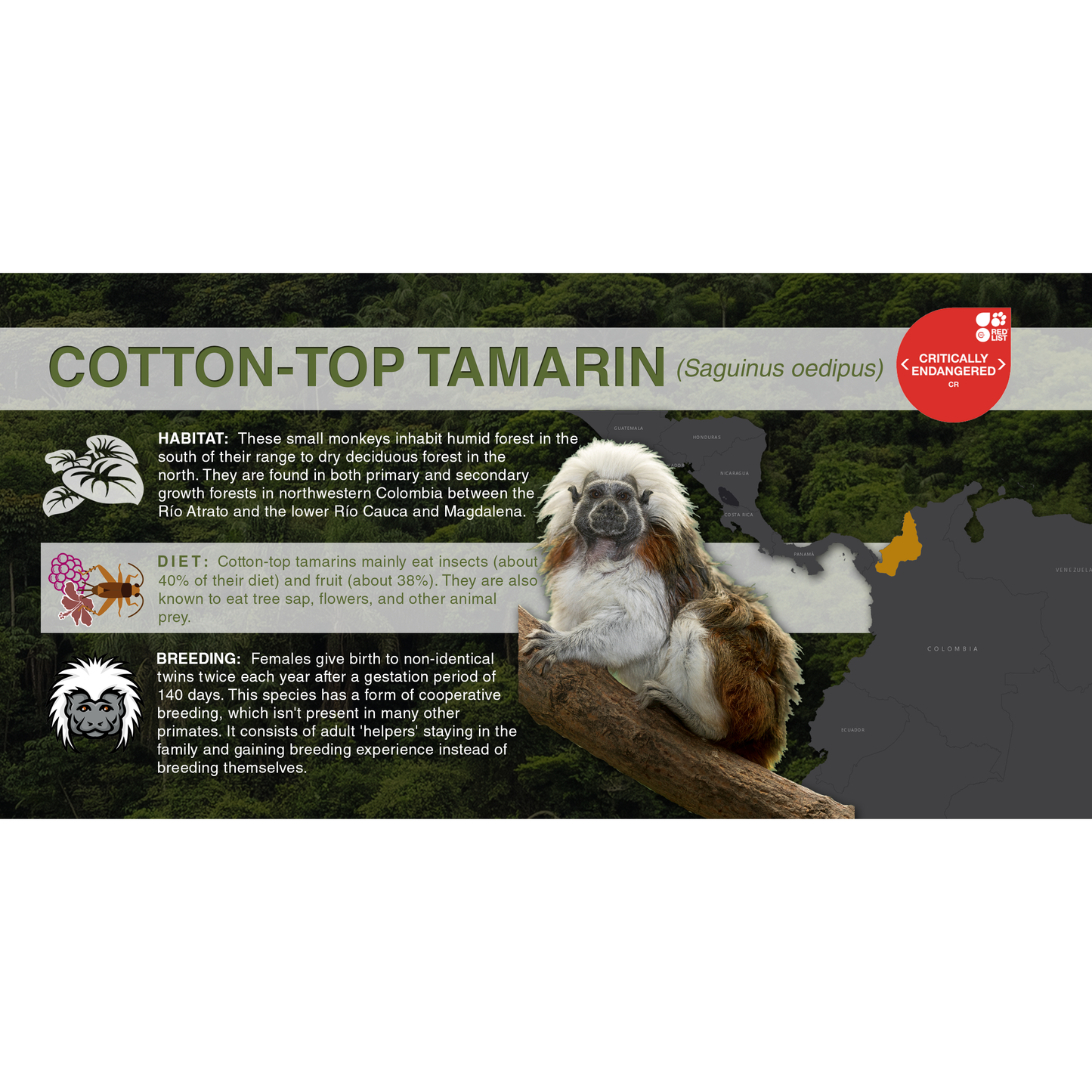 Cotton-Top Tamarin (Saguinus oedipus) - Aluminum Sign