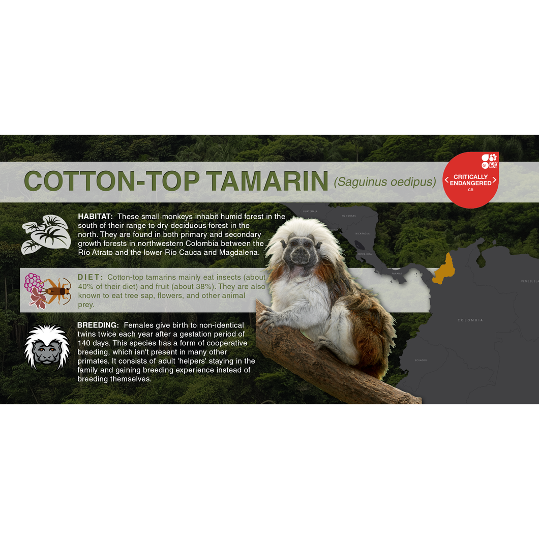 Cotton-Top Tamarin (Saguinus oedipus) - Aluminum Sign