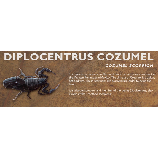 Diplocentrus cozumel - Cozumel Scorpion Label