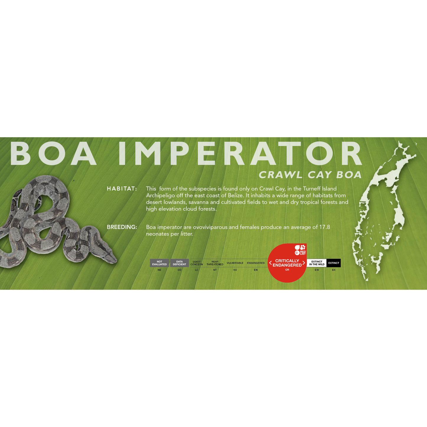 Central American Boa (Boa imperator) Standard Vivarium Label