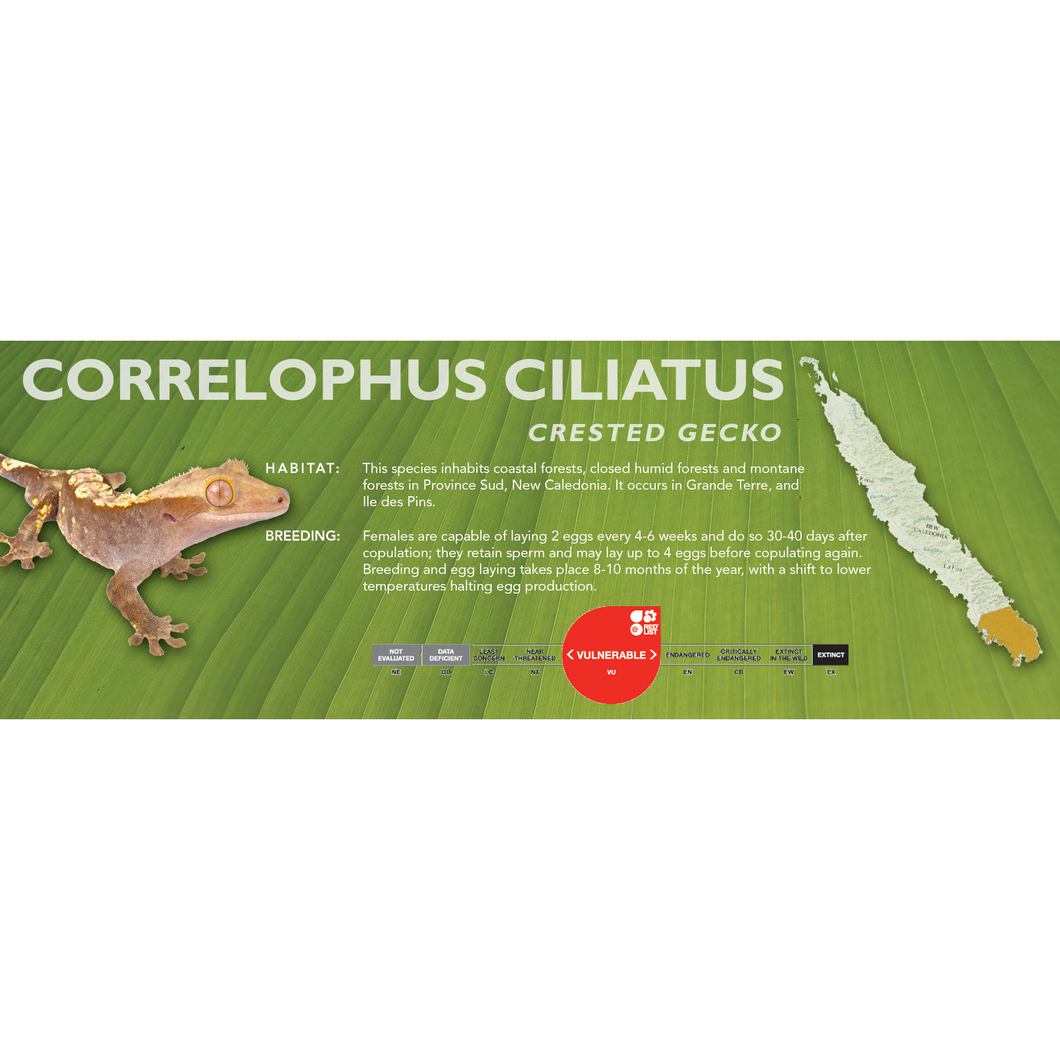 Crested Gecko (Correlophus ciliatus) Standard Vivarium Label