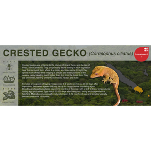 Crested Gecko (Correlophus ciliatus) - Black Series Vivarium Label