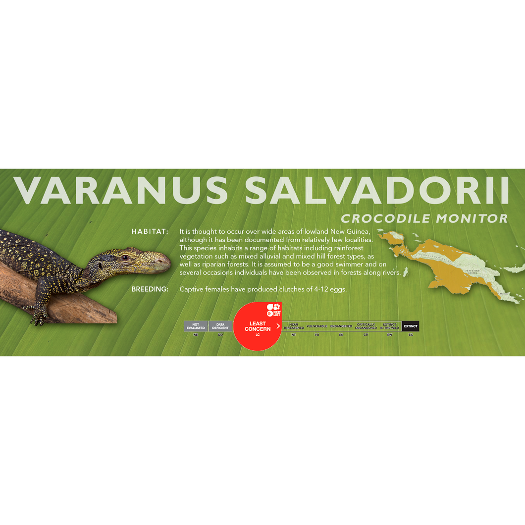 Crocodile Monitor (Varanus salvadorii) Standard Vivarium Label