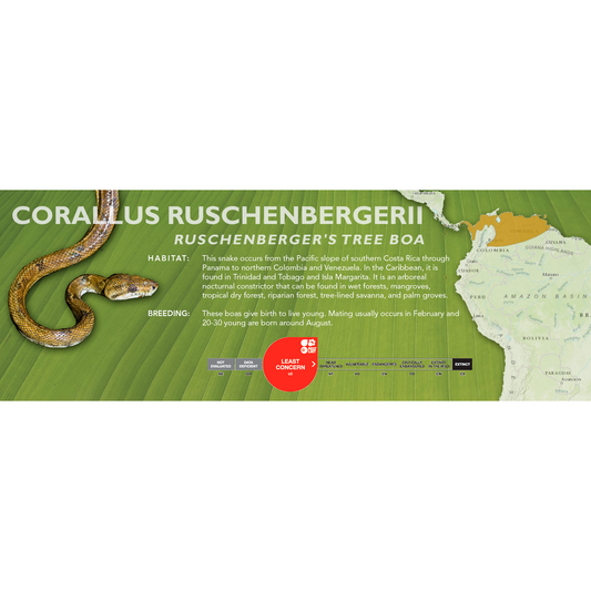 Ruschenberger's Tree Boa (Corallus ruschenbergerii) Classic Vivarium Label