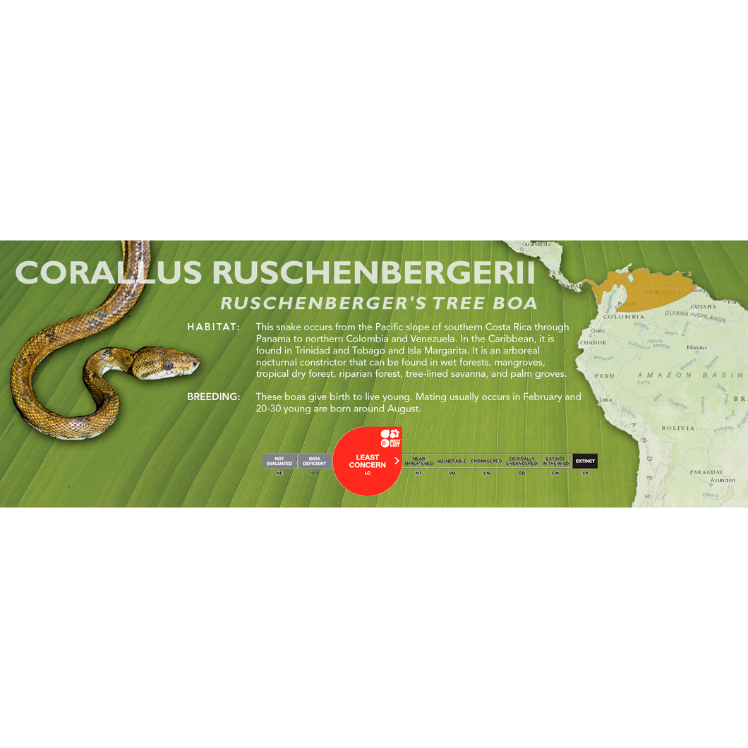 Ruschenberger's Tree Boa (Corallus ruschenbergerii) Standard Vivarium Label