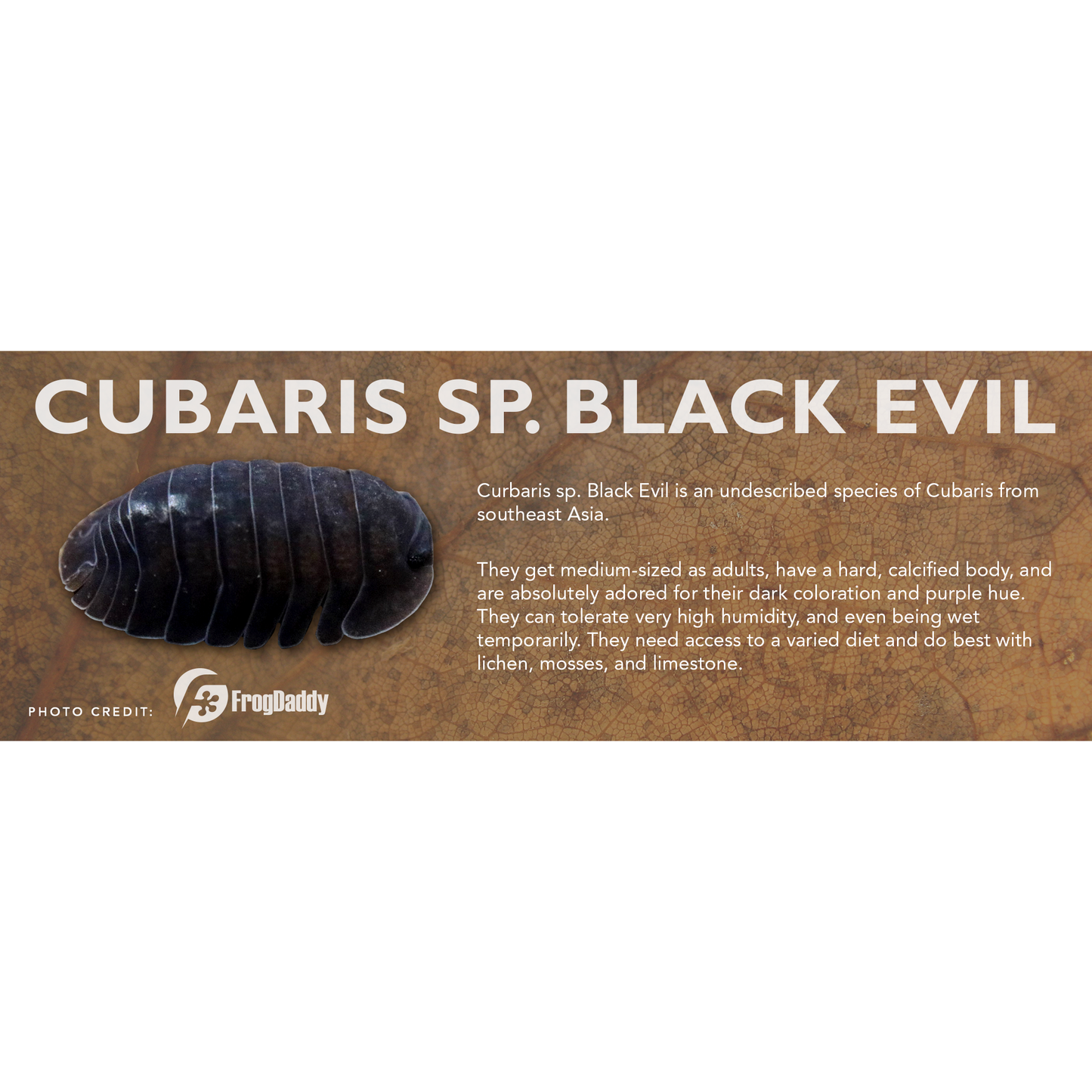 Cubaris sp. Black Evil - Isopod Label