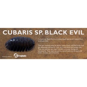 Cubaris sp. Black Evil - Isopod Label