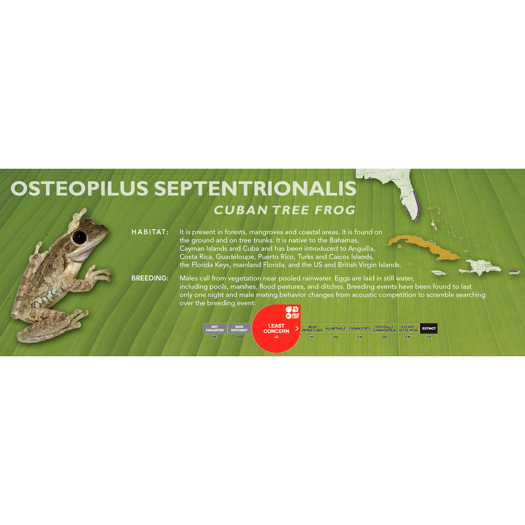 Cuban Tree Frog (Osteopilus septentrionalis) - Standard Vivarium Label