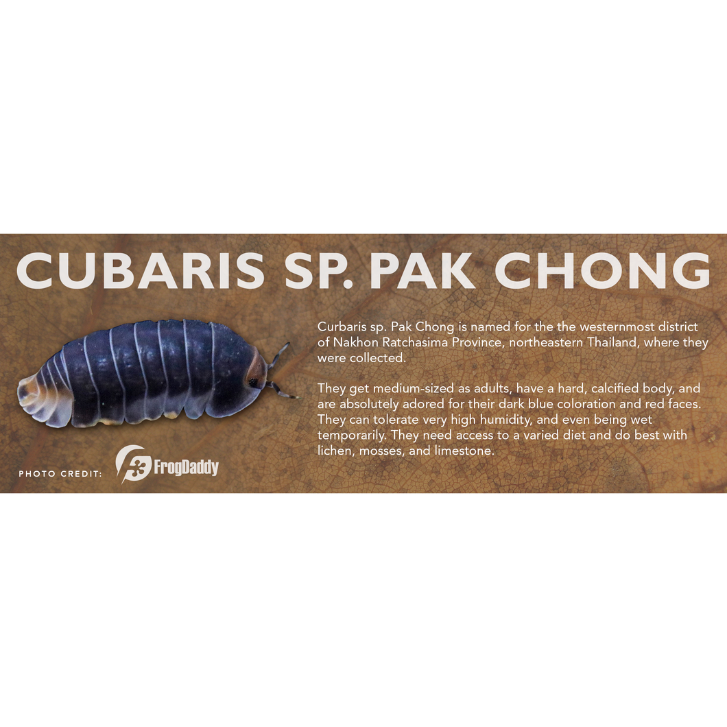 Cubaris sp. Pak Chong - Isopod Label