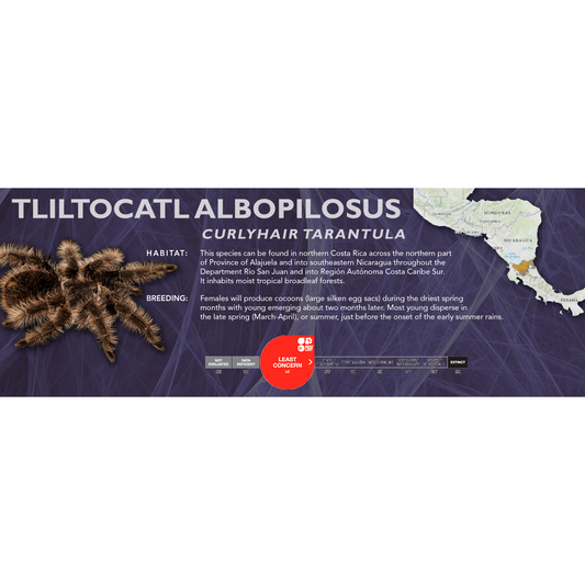 Curlyhair Tarantula (Tliltocatl albopilosus) - Classic Vivarium Label