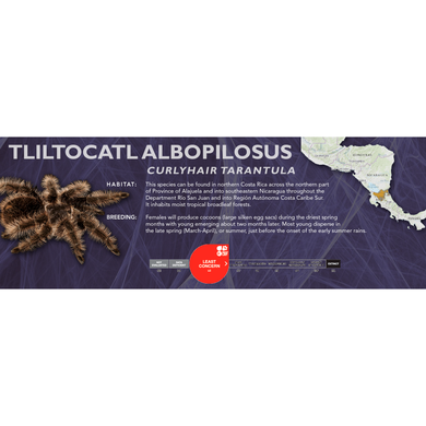 Curlyhair Tarantula (Tliltocatl albopilosus) - Standard Vivarium Label