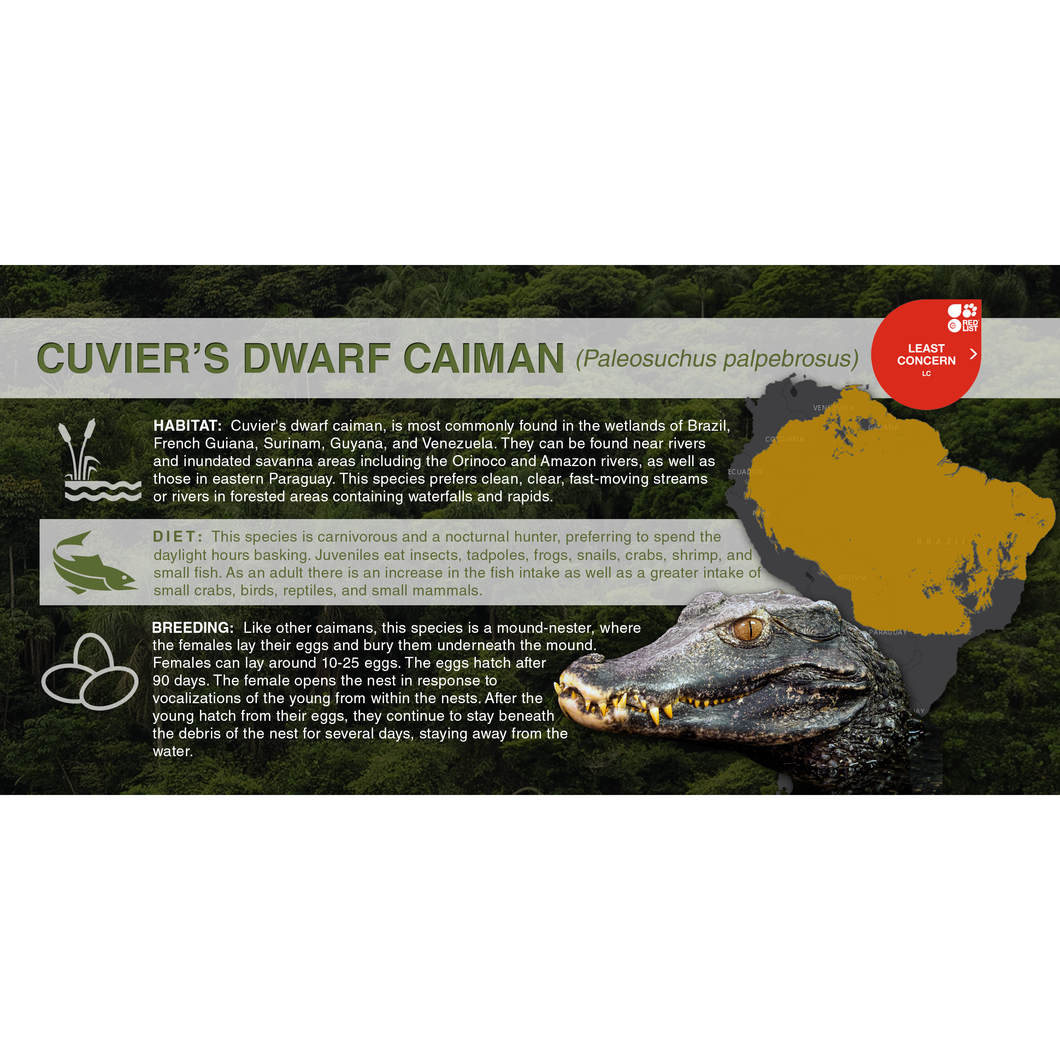 Cuvier's Dwarf Caiman (Paleosuchus palpebrosus) - Aluminum Sign