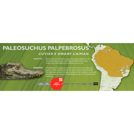 Cuvier's Dwarf Caiman (Paleosuchus palpebrosus) - Classic Vivarium Label