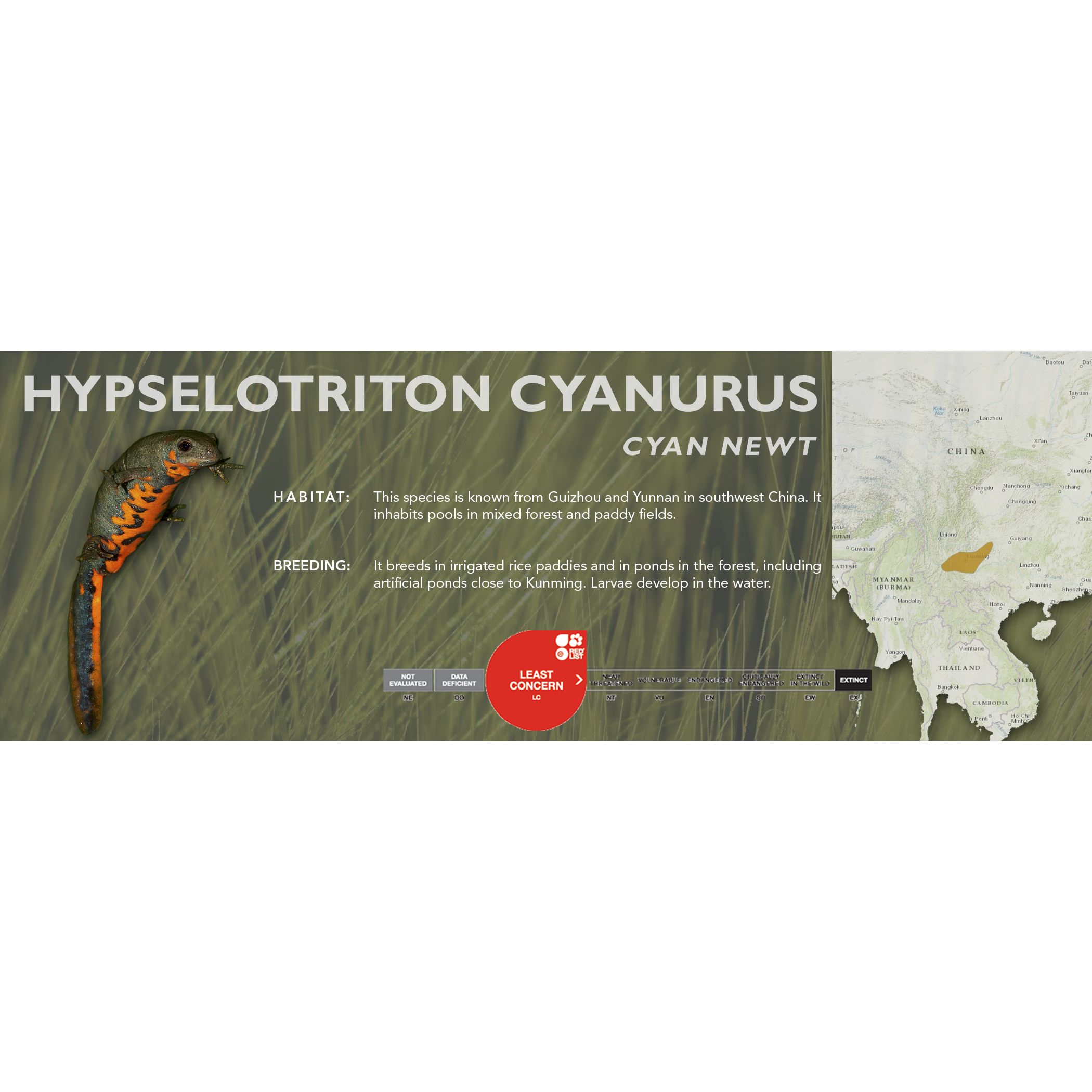 Newt Labelling Newts & Salamanders – Cloud Forest Design
