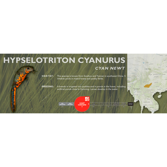 Cyan Newt (Hypselotriton cyanurus) - Classic Vivarium Label