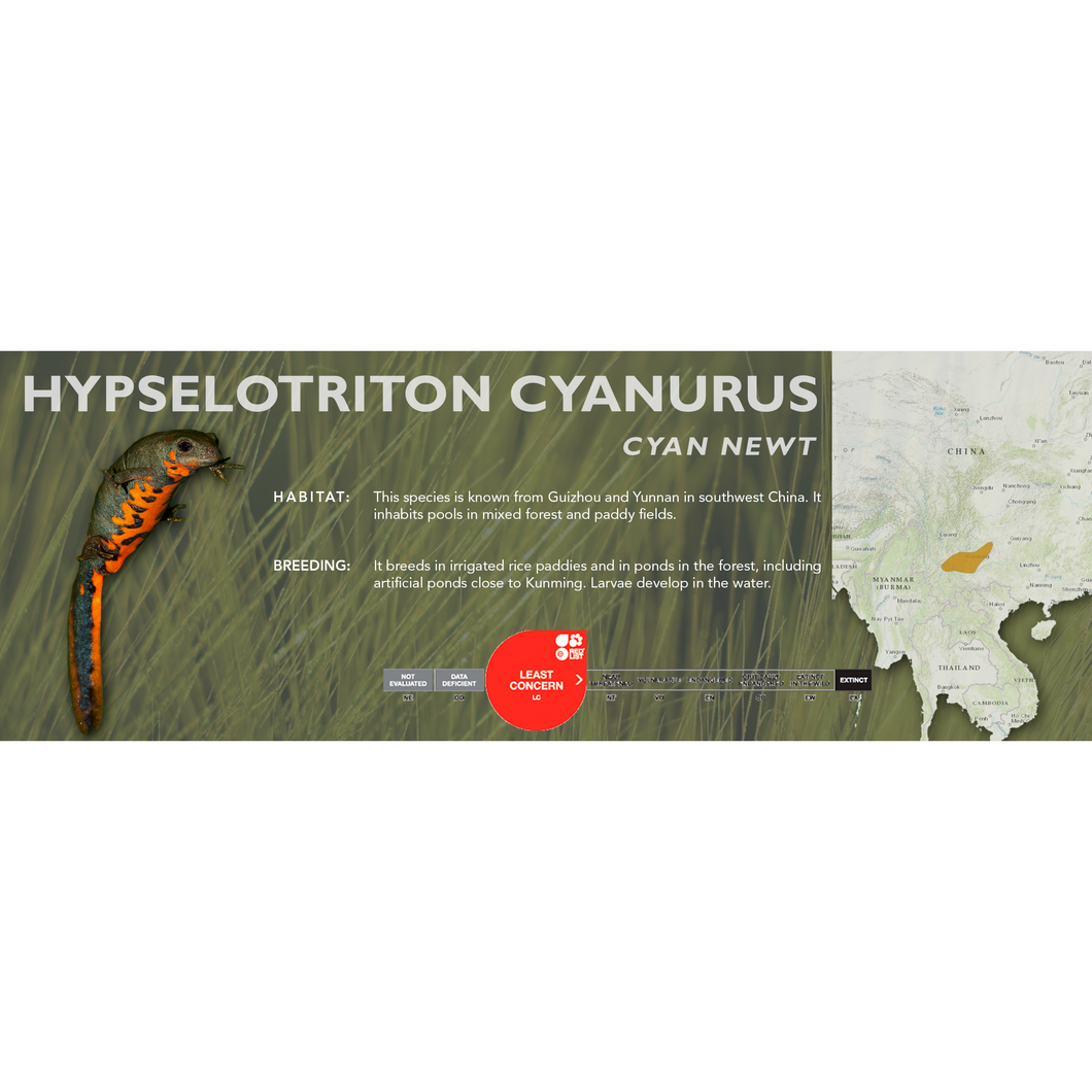Cyan Newt (Hypselotriton cyanurus) - Standard Vivarium Label