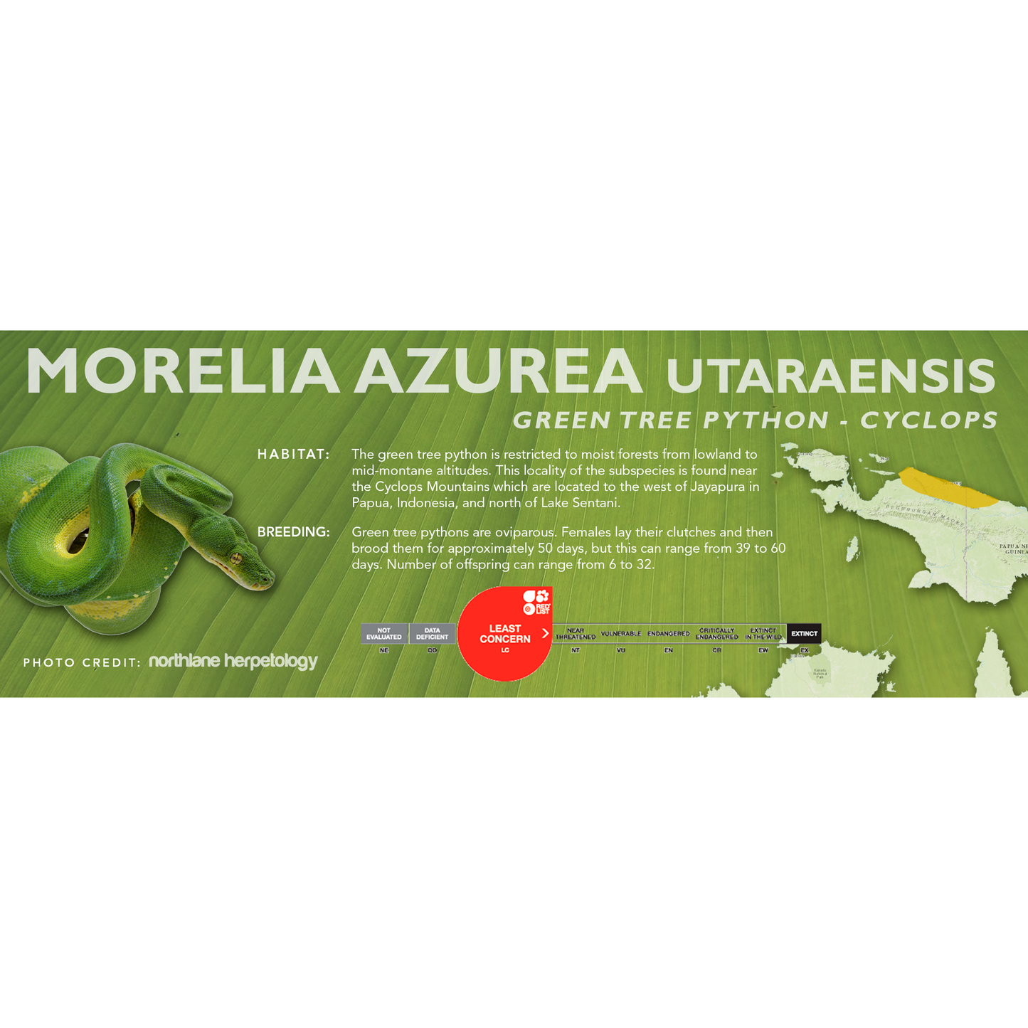 Green Tree Python (Morelia viridis, Morelia azurea) Classic Vivarium Label