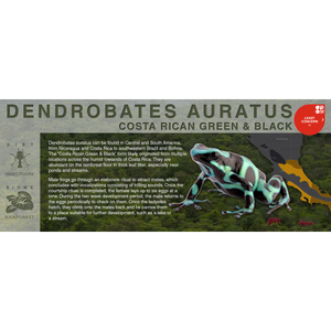 Dendrobates auratus "Costa Rican Green & Black" - Black Series Vivarium Label