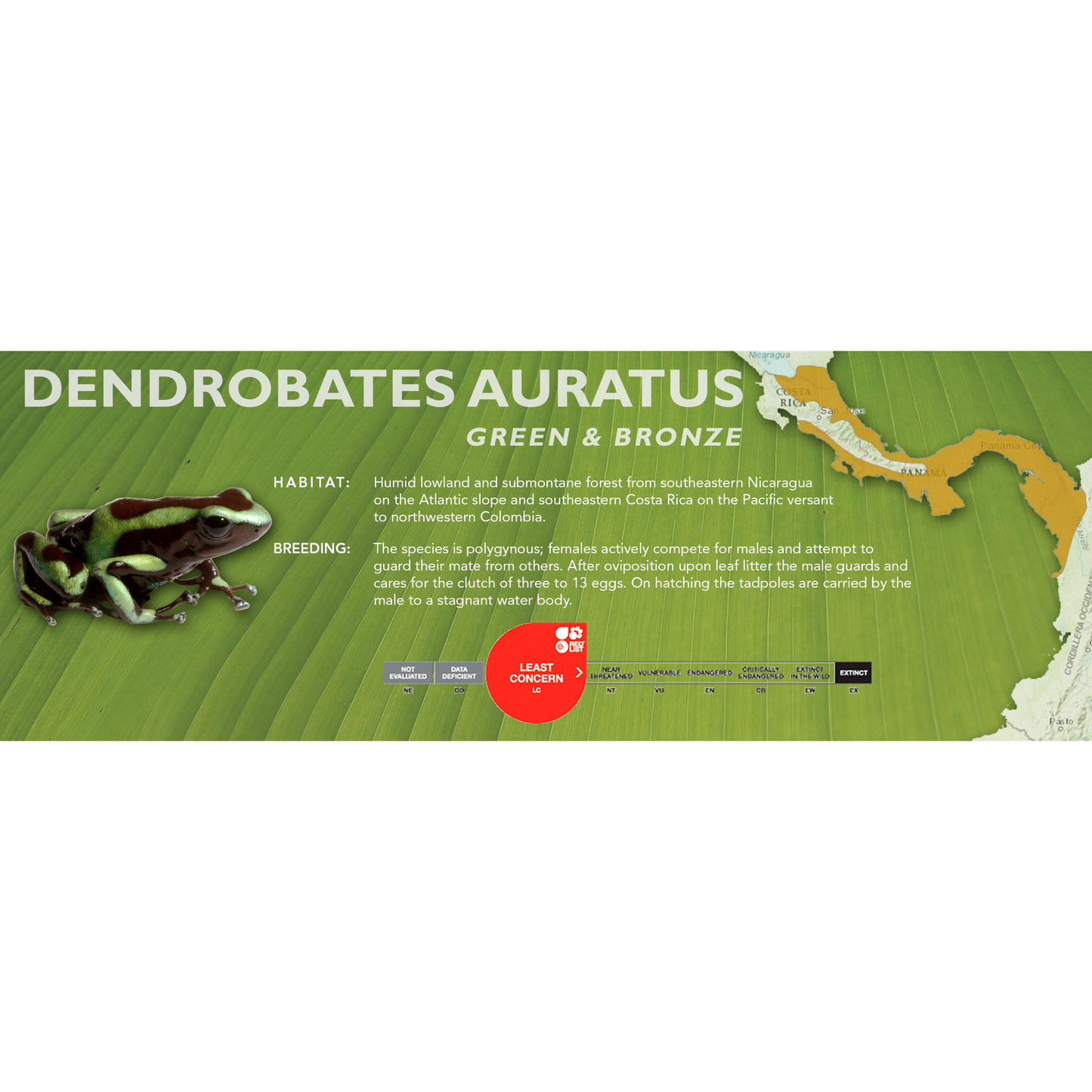 Dendrobates auratus - Classic Vivarium Label