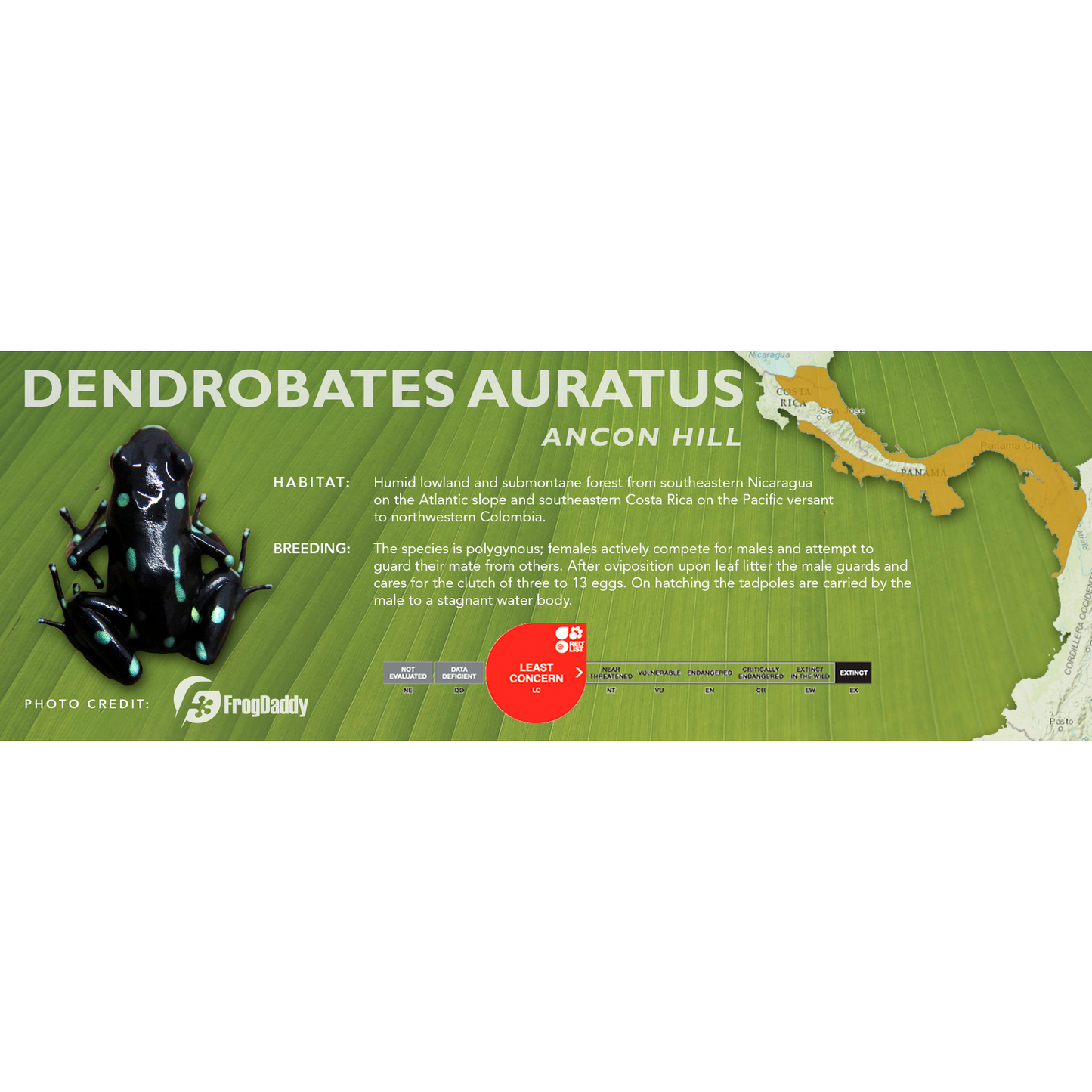 Dendrobates auratus - Classic Vivarium Label
