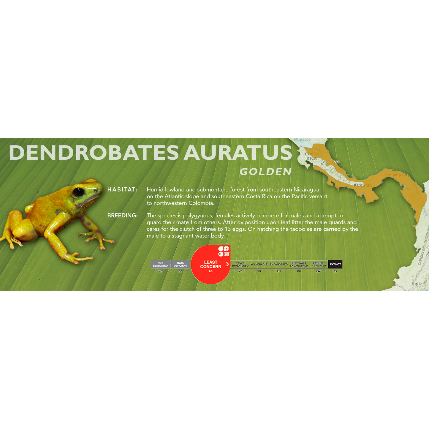 Dendrobates auratus - Classic Vivarium Label